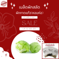 🌱เมล็ดผักสลัดอินทรีย์ ผักกาดแก้ว(หอมห่อ) 100 เมล็ด 10แถม1 🌱อัตราการงอกสูง มีคู่มือการปลูกทุกซอง เมล็ดพันธุ์ เมล็ดพันธุ์ผัก. 