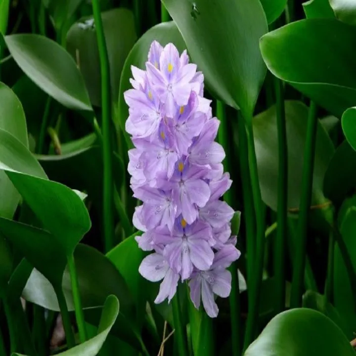 C%C3%82Y%20HOA%20L%E1%BB%A4C%20B%C3%8CNH%20T%C3%8DM%20-%20Image%206