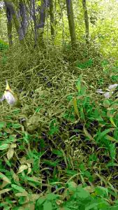 JARING BURUNG PLECI: PILIHAN TERBAIK UNTUK PENANGKAPAN BURUNG
