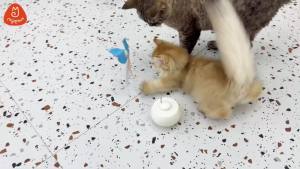 Migipaws Interactive Cat Toys Butterfly & Feather Kitten ToyAutomatic Spinning Ball for Indoor Bored CatsSelf Play Intelligent Touch Senser 3 Replacements