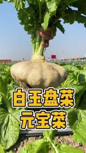 Wenzhou specialty: white jade pickled mustard greens pickled vegetables and vegetables from the rural countryside