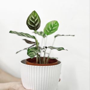 Dr Green Indoor Plant - Calathea Makoyana / Peacock Plant (45-55cm)