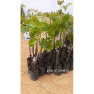 Bibit anggur jupiter pendek