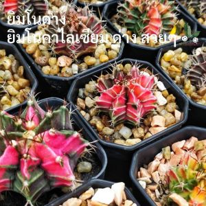 ยิมโนด่าง แคคตัสยิมโนด่าง ยิมโนด่างสวยๆ ยิมโนคาไลเซียม Gymnocalycium ส่งพร้อมกระถาง