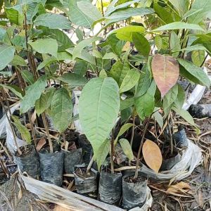 มะฮอกกานี ต้นมะฮอกกานี ระหว่างขนส่ง มากม่าน ไม้พร้อมปลูก ระหว่างขนส่ง เคลมฟ