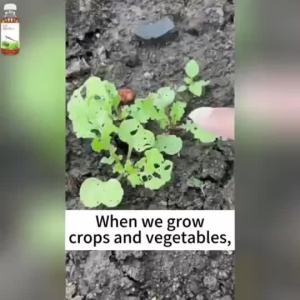 ✨Vegetable Doctor✨ Insecticide for Vegetables 500ml Insecticide Spray for Vegetable Protection