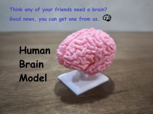 Human Brain Anatomy Model – 50% Scale Educational Display