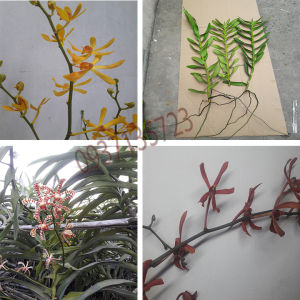 [HCM]cây lan bò cạp combo 3 màu ++ 1 cây (vàng đỏ ko có hoa) ++ 1 cây ( rằn có hoa )