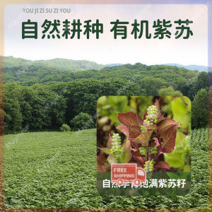 [Pure Natural] Premium Virgin Perilla Seed Oil Seasoning 高级初榨紫苏籽油 有机紫苏籽油 食用油 低温物理冷榨 健康调料 厨房必备 COD