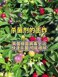菌立清剂菌剂杀菌农用微生物真菌防治细菌根腐病害专用