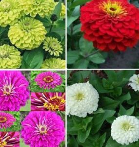 Combo 3 gói hạt giống hoa cúc lá nhám mix (TẶNG gói kích thích hỗ trợ hạt nảy mầm)