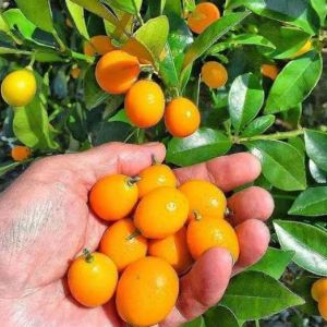 BERBUAH...Bibit Tanaman Jeruk Nagami Kondisi Berbuah Manis