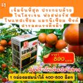 ส้ม โตไว ใบเขียว ผลใหญ่ ผลผลิตดี ฉีดพ่นปุ๋ย FK-1 ต้นทุนต่อไร่ถูกกว่าปุ๋ยเม็ด 4เท่า เพิ่มผลผลิตสูงสุด 20เปอร์เซ็นต์. 