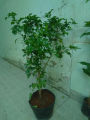 Cây Nguyệt quế. 