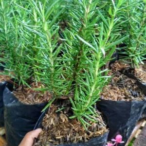 Rosemary / 迷迭香 / Rosmari / रोजमेरी – Salvia Rosmarinus Singapore – Mosquito Repellent Aromatic Herb Easy Care Edible Leaves Air Purifying – LIVE PLANT