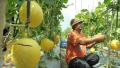 50+ BENIH MELON MADU ORANGE VARIETiES  UNGGUL. 