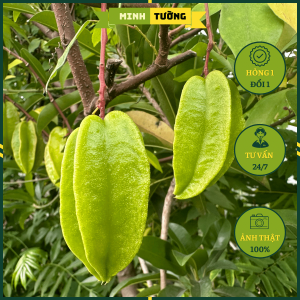 Cây Khế Ngọt - Cây Ăn Quả Trồng Sân Vườn