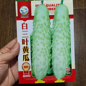 Hạt Giống Dưa Leo Trắng Giòn Ngọt Năng Suất Cao Hạt giống dưa leo trắng nhập khẩu -shop Yến Liên Beauty