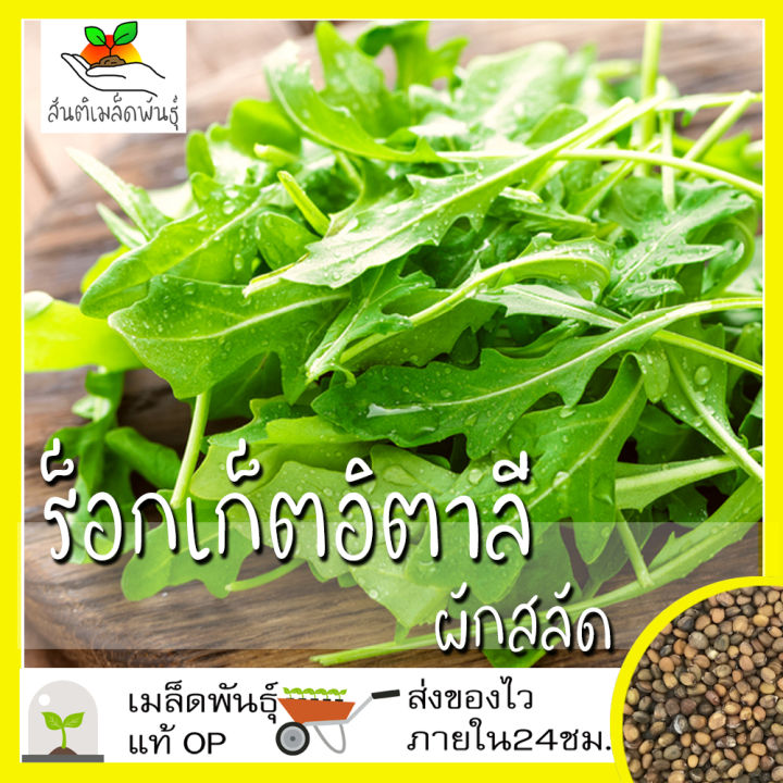 เมล็ดพันธุ์ผักสลัด ร็อกเก็ตอิตาลี Italian Rocket 500 เมล็ด