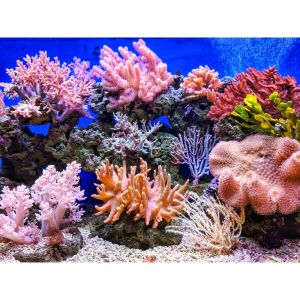 WALPAPER BIGRON GAMBAR AQUARIUM