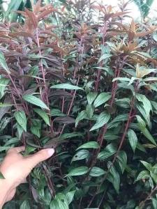 1kg Cây Dòi Thân Tím phơi khô (Cây Dòi Tía Bọ Mắm Khô) đóng gói sạch sẽ