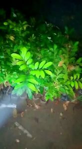 TERLARISSSS (BELI 3 GRATIS 1) BIBIT KELENGKENG SUPER RAJIN BERBUAH