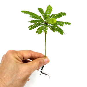 Biophytum Sensitivum羞礼花/terrarium/ paludarium/Vivarium/Gardening/per plant