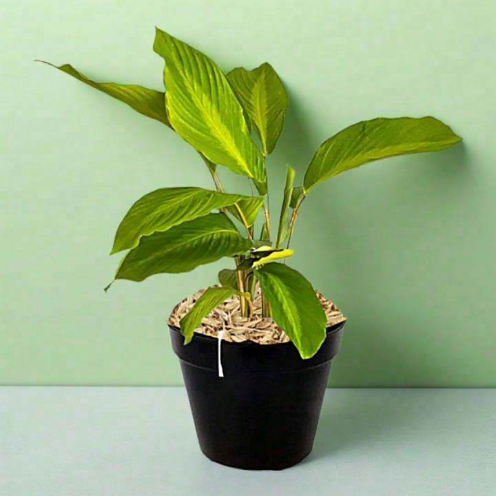 mojo drachenbaum Hydro Kingsize Lemon Drachenbaum 110-120cm – Green Me Up main image 1