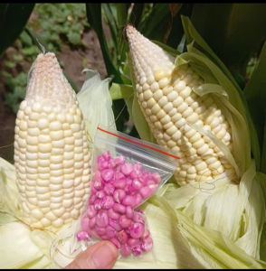 Hạt giống bắp nếp nù sữa dể trồng -túi zíp 50 hạt