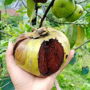 Bibit Tanaman Black Sapote Jumbo Termurah