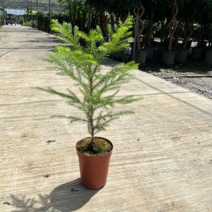 TKL - Araucaria Cunninghamii Hoop Pine (Norfolk Island Pine) 南洋杉/圣诞树🎄