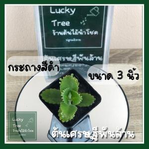 ต้นเศรษฐีพันล้าน เสริมเรื่องเงินทองฟอกอากาศ พร้อมกระถาง 3 นิ้ว Kalanchoehybrid (ส่ง2ต้นขึ้นไป)