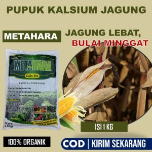 Kalsium Organik METAHARA 1 Kg Obat Penyakit Bulai Jagung - Mengatasi Bercak Daun Jamur Bule Jagung - Pupuk Kalsium Tanaman Jagung Terbaik - Pupuk Semprot Organik Anti Bulai Jagung Mampu Atasi Busuk Buah Jagung dll