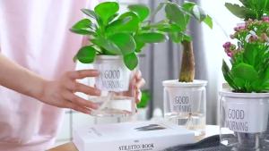 【High】quality self-priming succulent white transparent flowerpot office ornaments plants