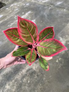 อโกลนีมาลิปสติก อินโด หรือ Kanza ลิปสติกคันซ่า ซันช่า aglonema cantik khanza thailand