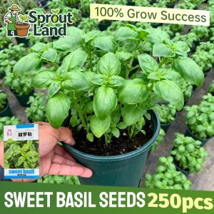 [High Germination] Organic Sweet Basil Seeds for Planting Herbs Plants (250 Seed) Fresh Basil Herbs Seeds Edible Basil Leaves Seeds Genovese Basil Plant Bonsai Seeds Garden Balcony Indoor Potted Basil Live Plant Bonsai Vegetables Seeds Beginners Easy Grow