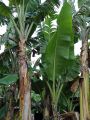 Crafty Fresh Banana Leaves per kilo. 