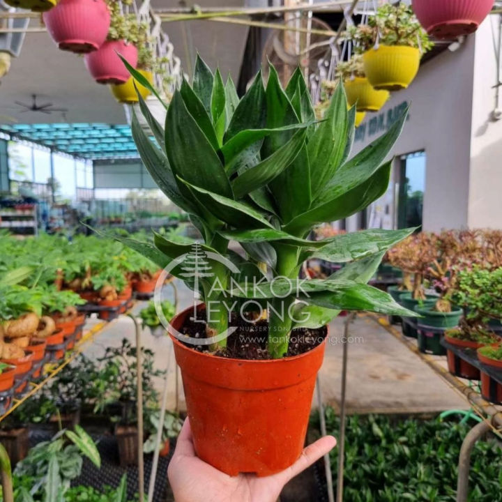 TKL%20-%20Lotus%20Bamboo/Bamboo%20Basket%20FengShui%20Lucky%20Plant%20%E8%A7%82%E9%9F%B3%E7%AB%B9/%E8%8D%B7%E8%8A%B1%E7%AB%B9/%E5%9B%9B%E5%AD%A3%E6%8B%9B%E8%B4%A2%E7%AB%B9%E9%A3%8E%E6%B0%B4%E6%A4%8D%E7%89%A9%20-%20Image%203