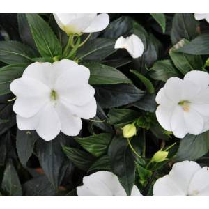 Bầu giống hoa ngọc thảo (5 màu - khách tuỳ chọn màu) - Mai địa thảo Hoa thơm