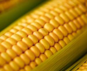 Binhi Yellow Sweet Corn 20 Seeds