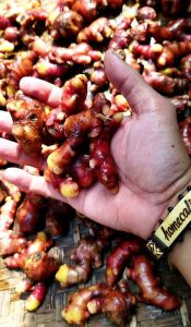 jahe merah bersih size kecil 1kg