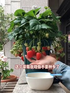 High-quality seeds Sweet Red Strawberry Seeds of good quality are easy to grow seeds 100% Original Seeds Fresh Non GMO High Yield Suitable for novice growers Seeds of good quality are easy to grow seeds can be planted both indoors and outdoors Legit Seeds