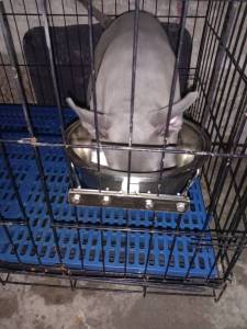 All Stainless Hanging Dog Bowl / Dog Feeder XXL 26CM