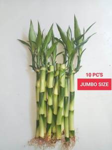 Boss Lucky Bamboo (10 sticks Per Order-High Quality)