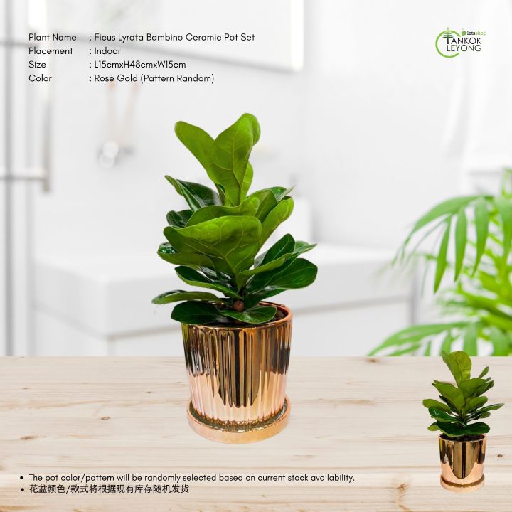 TKL - Minimalist Set Ceramic Pot Plant for Table Top/Desk 简约桌面绿植陶瓷盆套装 ...