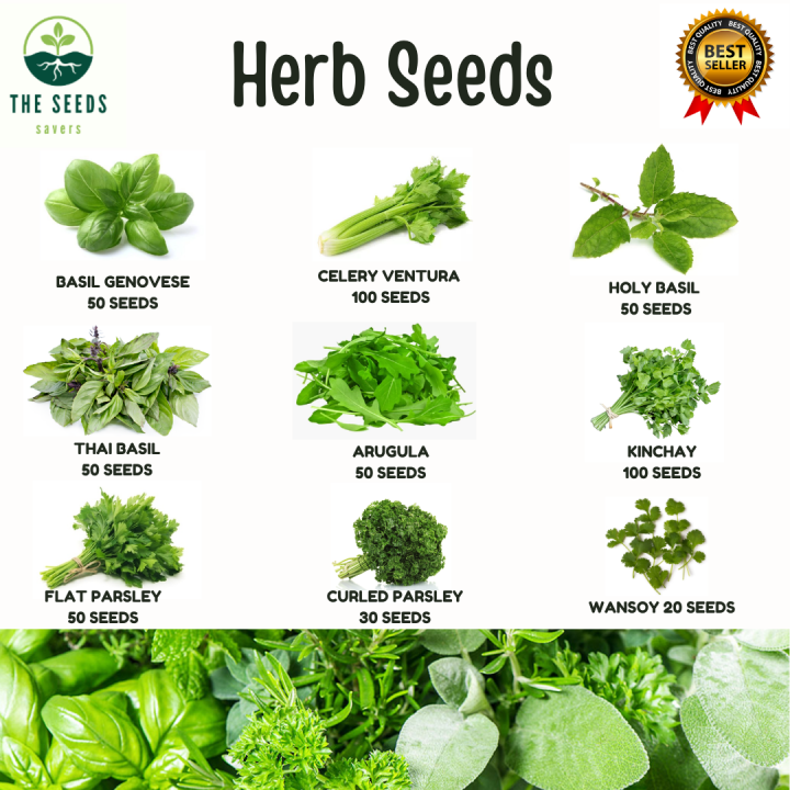 HERB SEEDS - Kinchay Celery Arugula Parsley . | Lazada PH