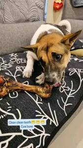 Buy10Free1 Giant Cow Bone Dog Durable Dental Treats 狗狗风干磨牙棒大牛棒骨