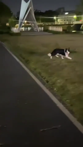 Large Inflatable Dog Toy Ball for Outdoor Fun And Training Heavy Duty Interactive Bouncy Toy for Backyard Play