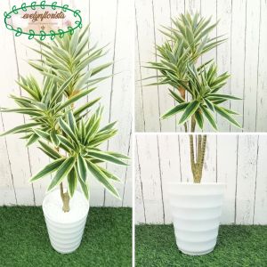 Pohon Hias Imitasi Pandan Bali X3 Mini Semilatex Pot Ulir Lovenia Dekorasi Rumah Ruang Tamu Aesthetic