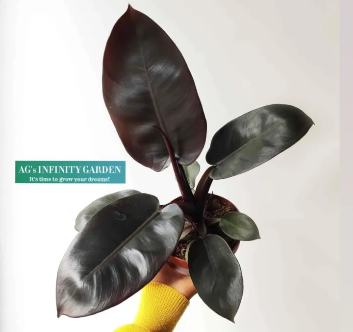 Philodendron Black Cardinal Plant ( SMALL SIZE ) With FREE Plastic Pot and  Garden Soil ( Real and LImited Stock Only ) AGs Infinity Shop Indoor Plants  Seeds - Lazada | Lazada PH